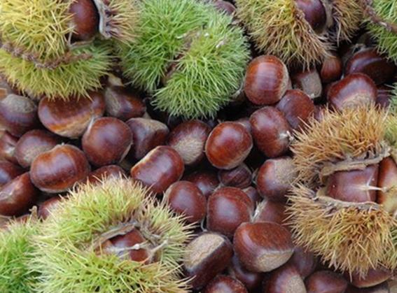 板栗酸了还能吃吗板栗发酸吃了怎么办(板栗变酸还能吃吗)