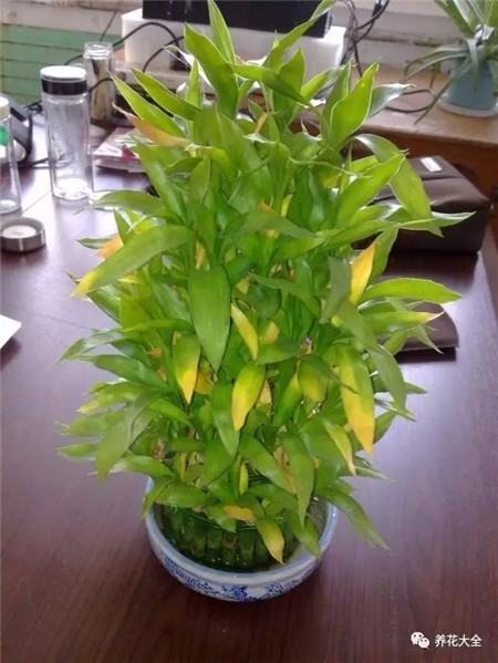 叶子花斑黄缺什么元素