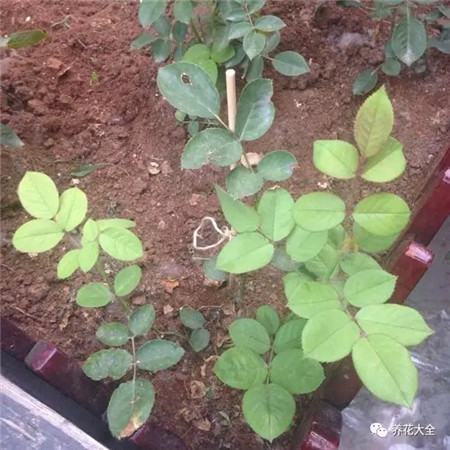 叶子花斑黄缺什么元素