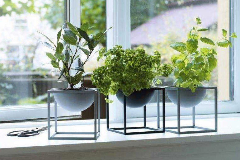 牛人养“吊兰”从不买花肥这几种水用上枝芽窜满盆！(吊兰浇什么水可以变的土壤疏松)