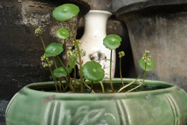 旱金莲徒长了怎么办(旱金莲幼苗徒长了)