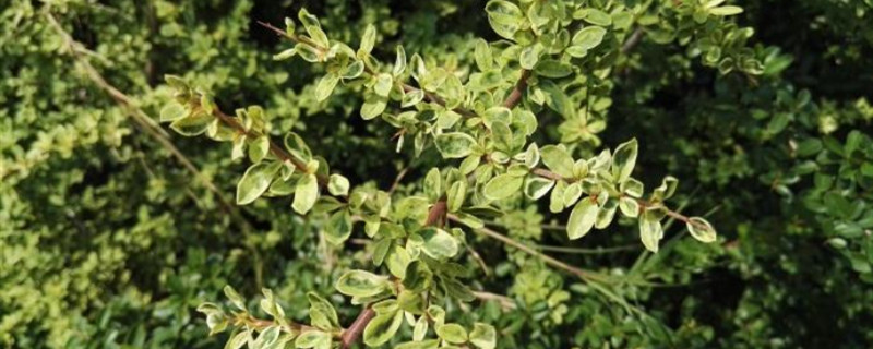 小丑火棘的养殖方法和注意事项(小丑火棘的养殖方法和注意事项是什么)