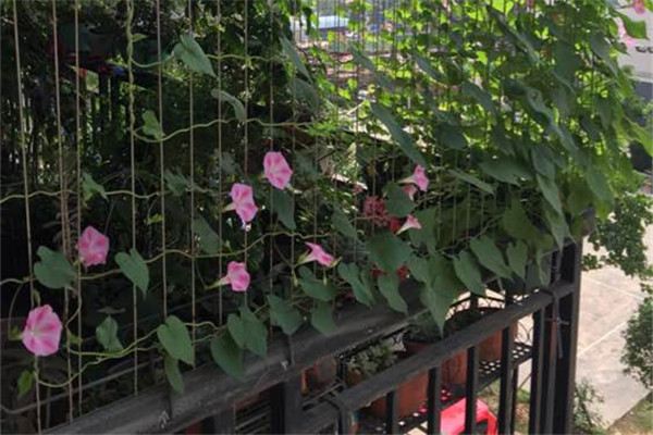 她用一根线就把花养成了瀑布,美到记者都来采访(用一根线可以画出一朵花)