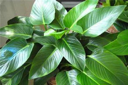 金钻烂根了的补救方法