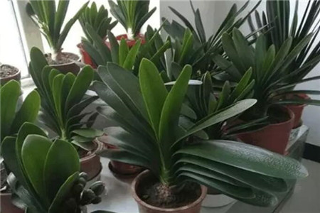 君子兰秋天会长新叶吗