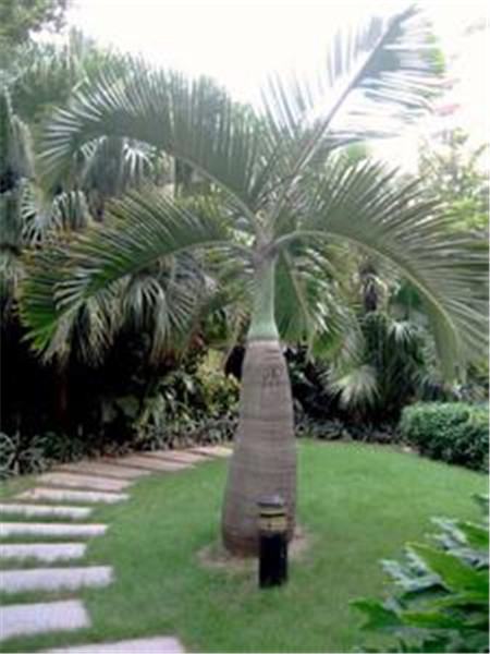 酒瓶椰子的三个特点是什么