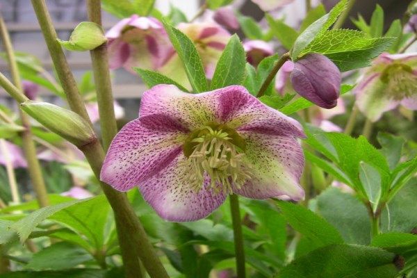 铁筷子的病虫害防治(铁筷子有什么害处)