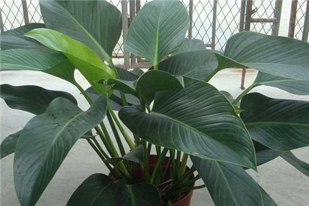 金钻烂根了的补救方法