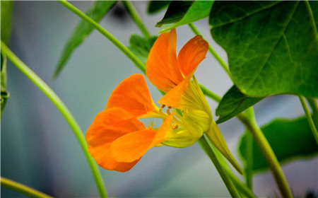 旱金莲幼苗徒长了