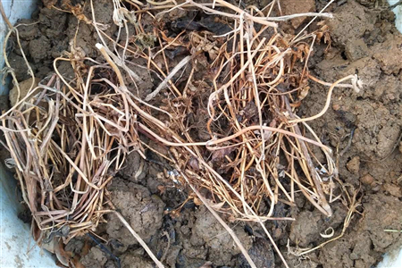 花盆什么程度算积水