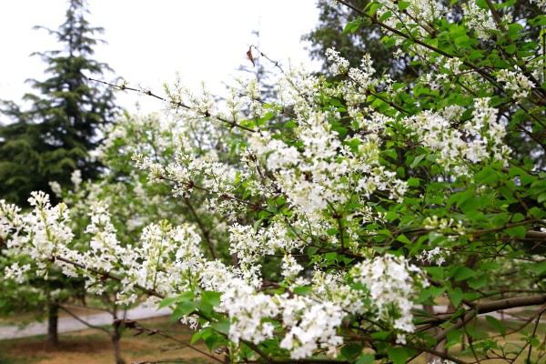 暴马丁香的水肥管理(暴马丁香病害)