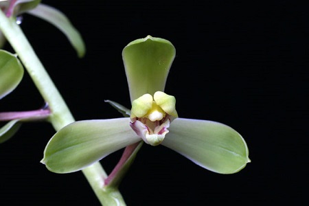 崔梅兰花好不好养