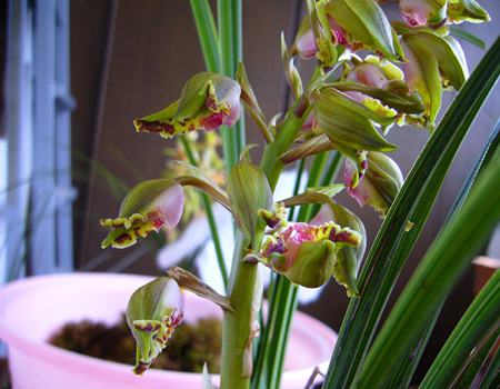 蕙兰的花语是什么