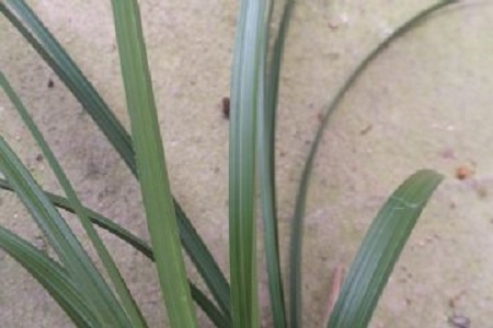 崔梅兰花好不好养