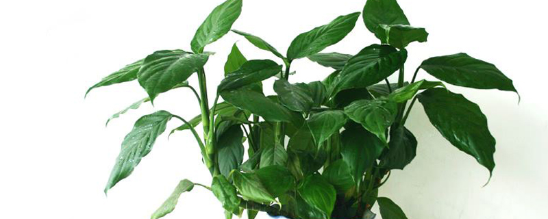 广东万年青能放在卧室吗(广东万年青放卧室可以吗)
