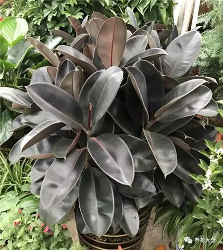 不会养花的人说明什么