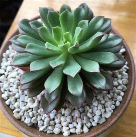 多肉换盆的五个步骤