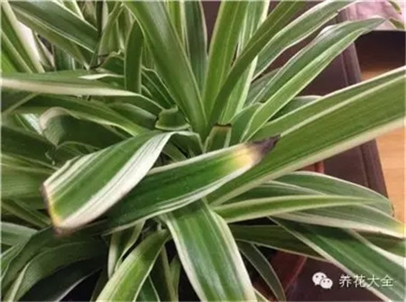 叶子花斑黄缺什么元素