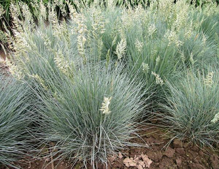 蓝羊茅怎么繁殖