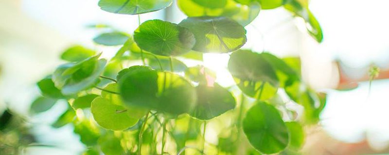 铜钱草有毒吗可以放在卧室吗(丙烯颜料有毒吗可以画在卧室)