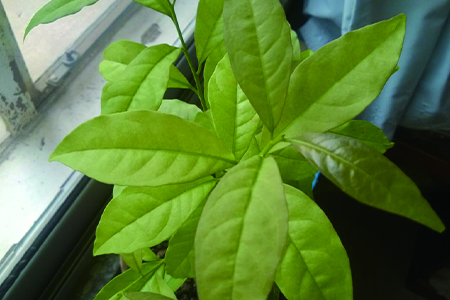 双色茉莉叶子发黄怎么办?