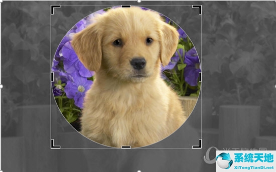 ppt如何将图片裁剪成圆形(ppt里面图片怎么裁剪成圆形)