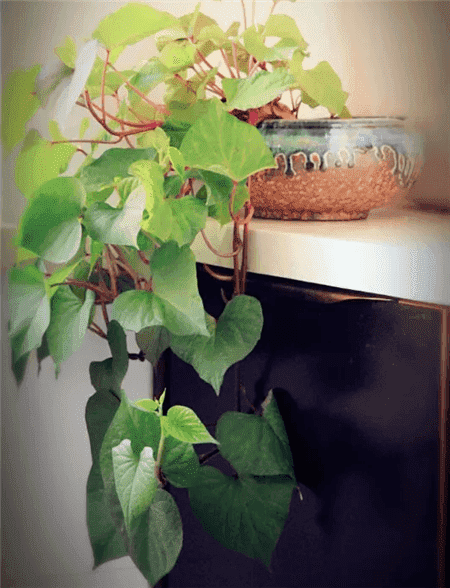 阳台盆栽蔬菜怎么种