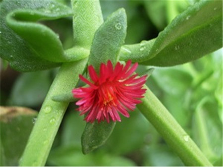 牡丹吊兰的种子