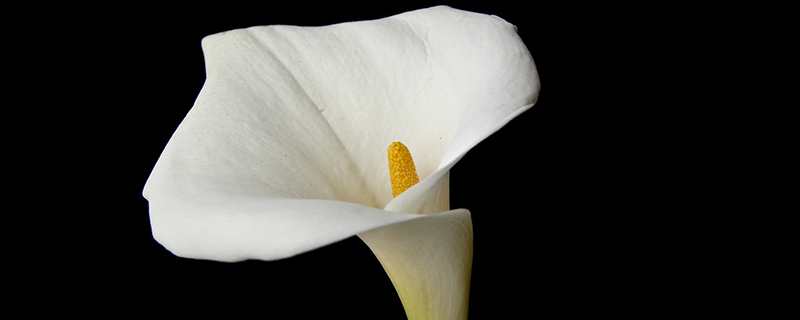 马蹄莲叶斑病怎么办(马蹄莲的花叶有白点是怎么回事)