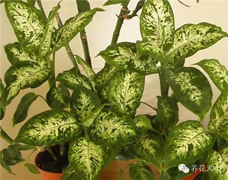 叶子花斑黄缺什么元素