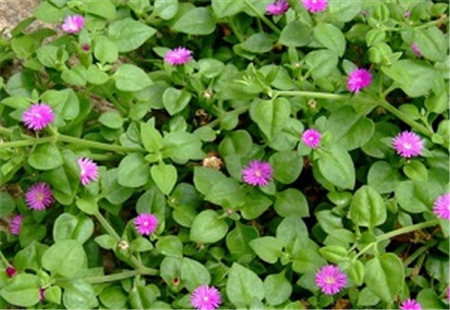 牡丹吊兰的种子