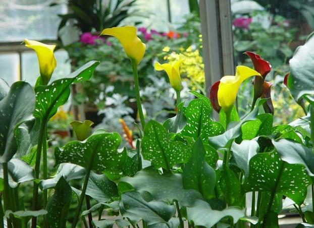 马蹄莲的花叶有白点是怎么回事