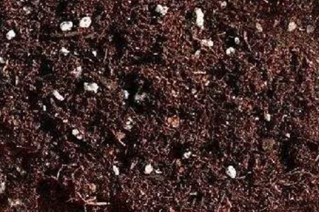 小丑火棘的养殖方法和注意事项是什么