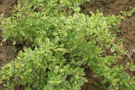 小丑火棘的养殖方法和注意事项是什么