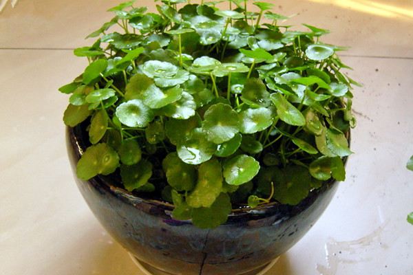 长斑发黄掉叶子你不能忽视的植物健康信号！(叶子花斑黄缺什么元素)