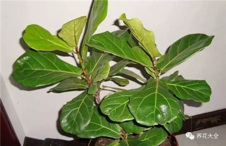 不会养花的人说明什么