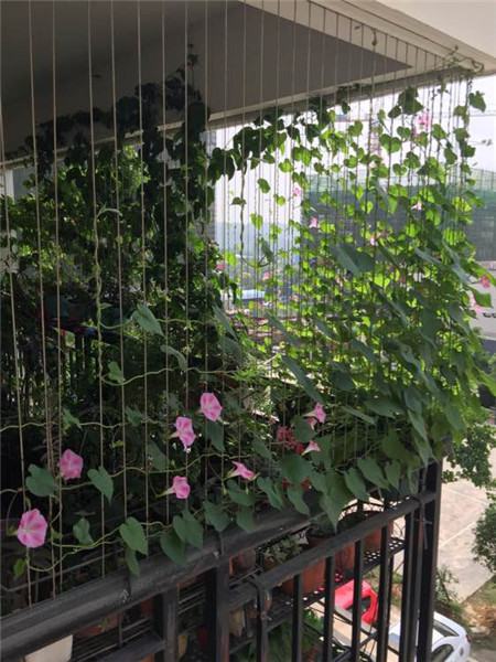 用一根线可以画出一朵花