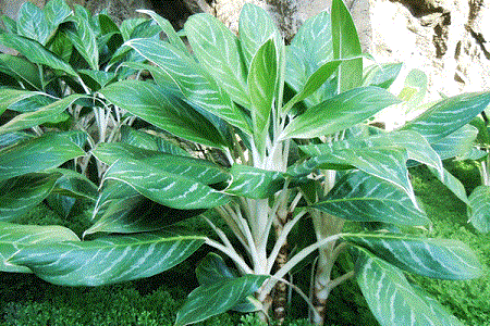 广东万年青放卧室可以吗