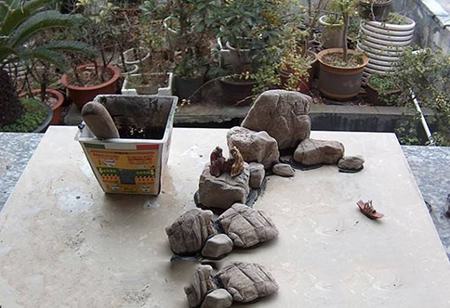 小叶紫檀盆景制作过程