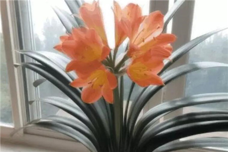 君子兰秋天会长新叶吗