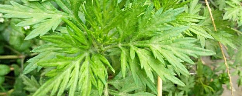 艾叶的作用艾叶和艾草一样吗(艾叶和艾草的功效是一样的吗)