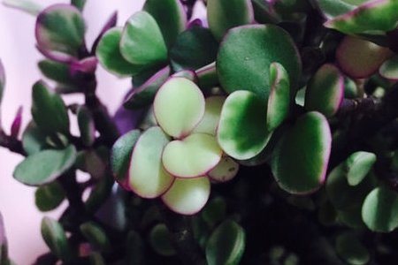 雅乐之舞叶子发蔫怎么办