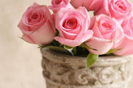 玫瑰花的修剪视频教程