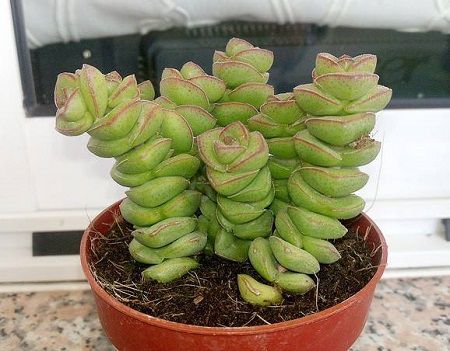 钱串多肉底下枯萎了怎么办