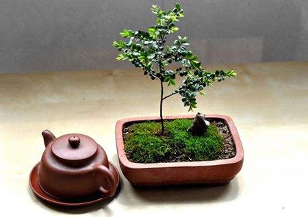 小叶紫檀盆景制作过程