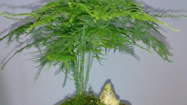 文竹的寓意(文竹的养殖方法和注意事项)