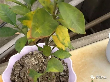 叶子花斑黄缺什么元素