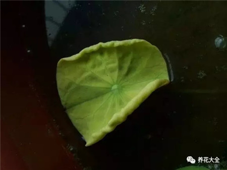 叶子花斑黄缺什么元素