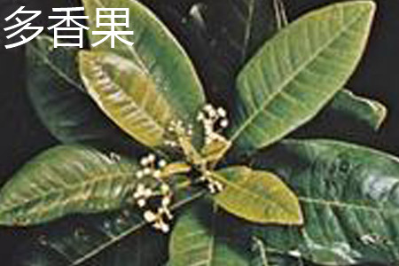 多香果是药材还是佐料