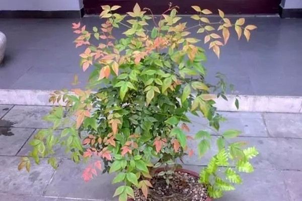 不会养花的人那就养棵树吧1个月都不用管(不会养花的人说明什么)